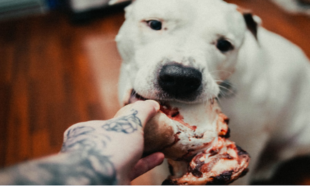 Abogado especializado en mordeduras de perro