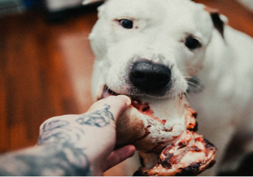 Abogado especializado en mordeduras de perro